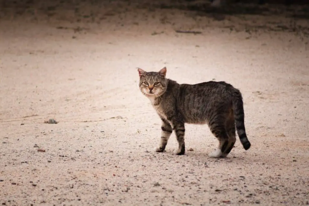 How to Travel With a Feral Cat (Without Getting Injured ...