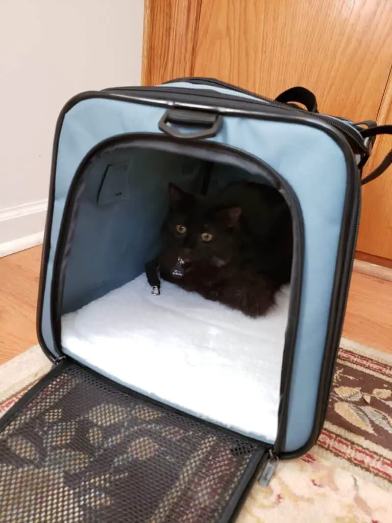 Best Travel Carriers - Cats On The Go